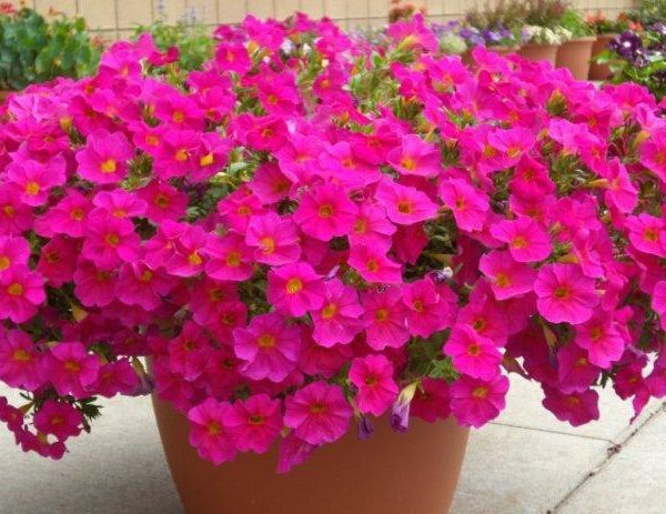 Supercal Neon Rose