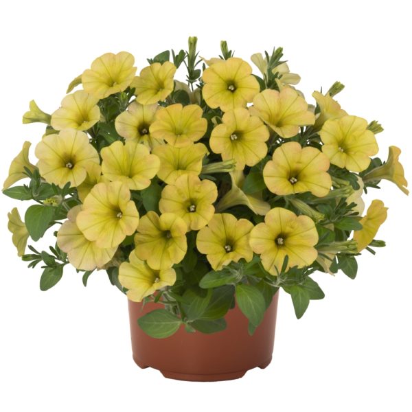 Sweetunia Banana