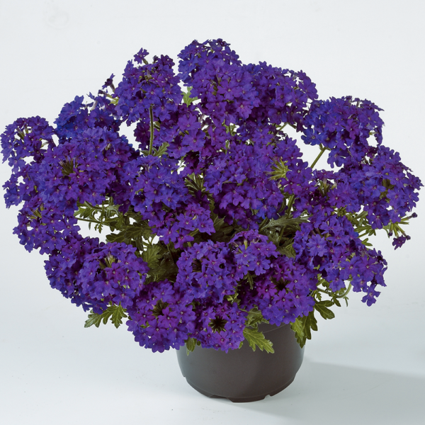 Verbena Vera Deep Blue