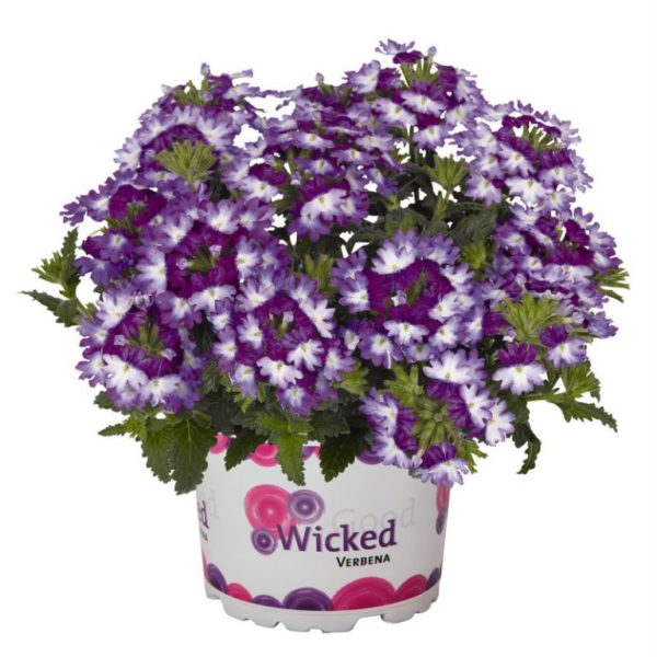 Wicked Great Grape