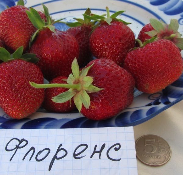 Флоренс_2