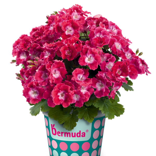 Bermuda Cherry