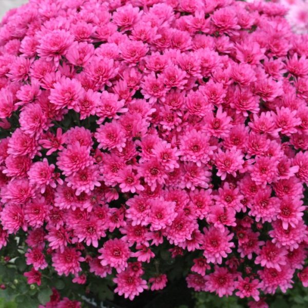 Branbeach Lilac