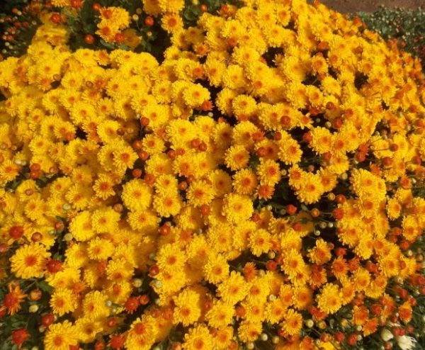 Branindio