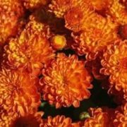 Gigi Orange