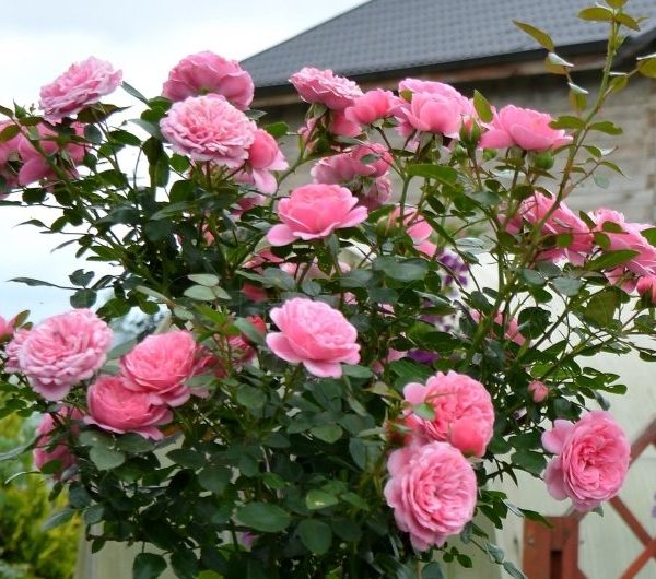 ева
