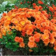 Branbeach Orange