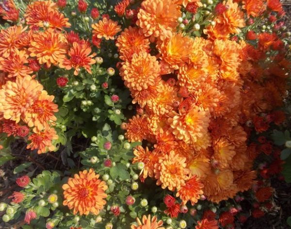 Branbeach Orange_2