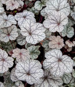 Northern Exposure Silver