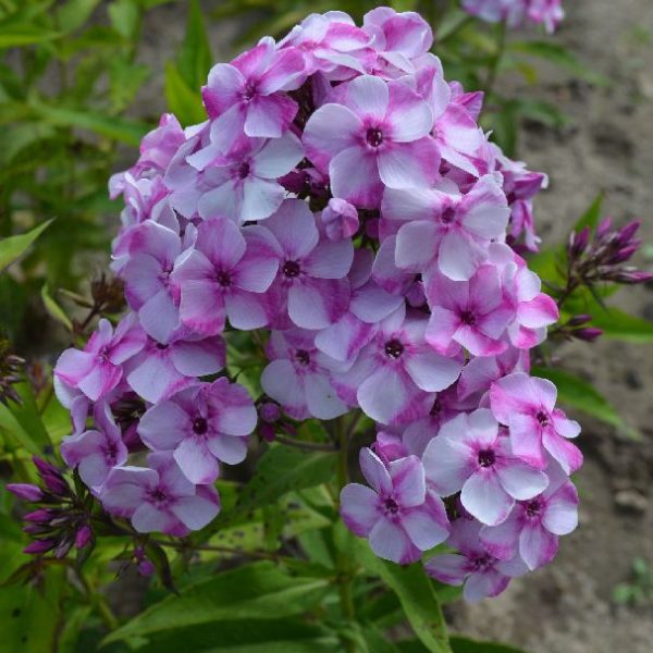 Модница