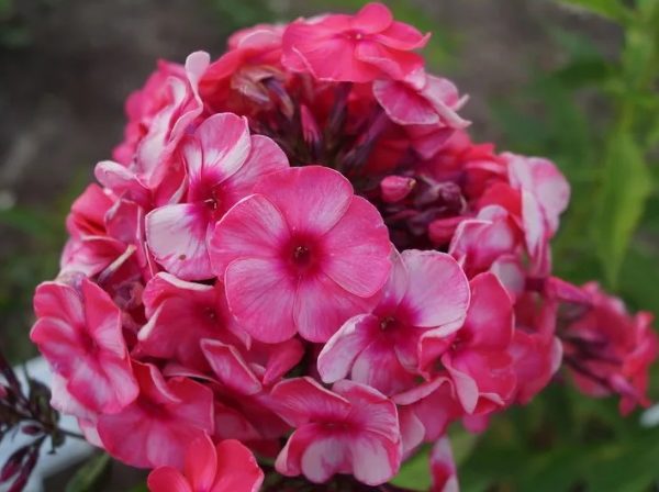 серафинма серафинма