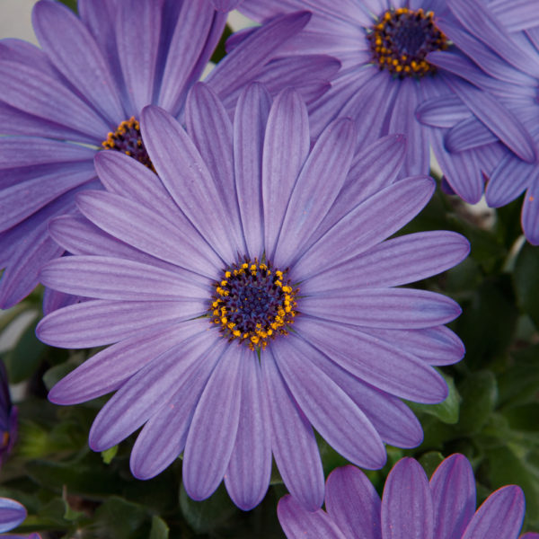 Erato Compact Blue