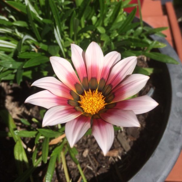 gazania-tiger-stripes-mixed