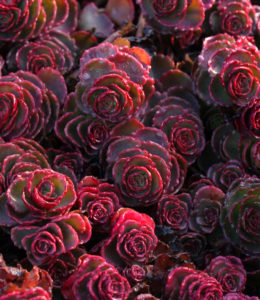 Dragons Blood_2