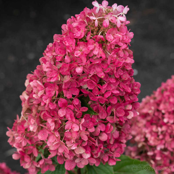 Raspberry Pink