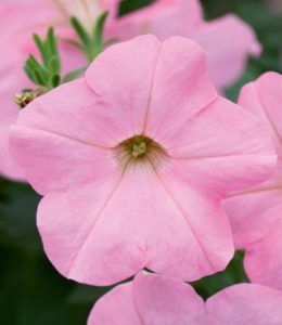 AlpeTunia Sort Pink