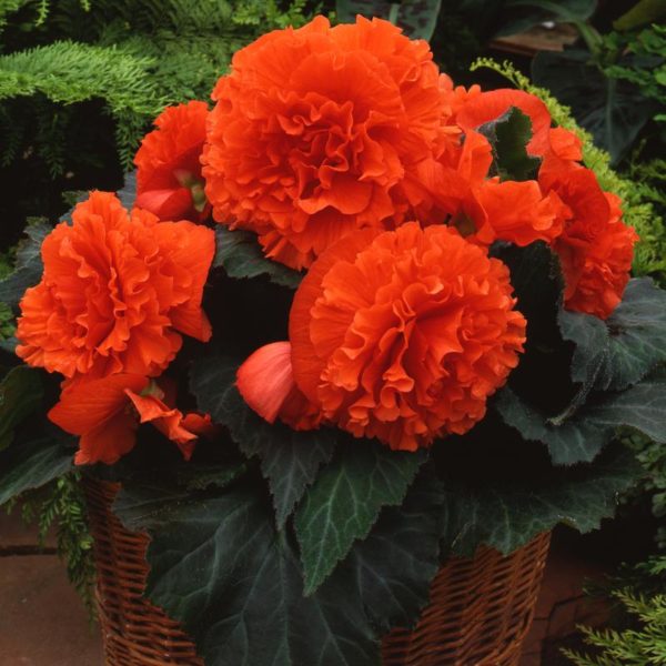 AmeriHybrid Ruffled Mandarin