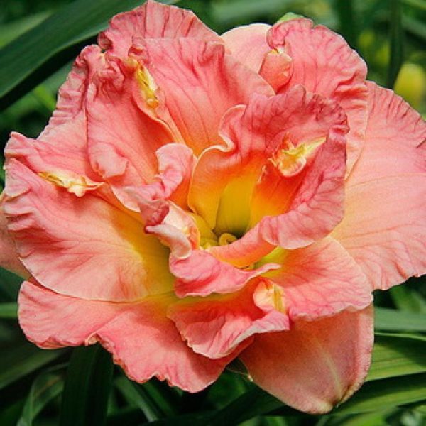 Congo Coral