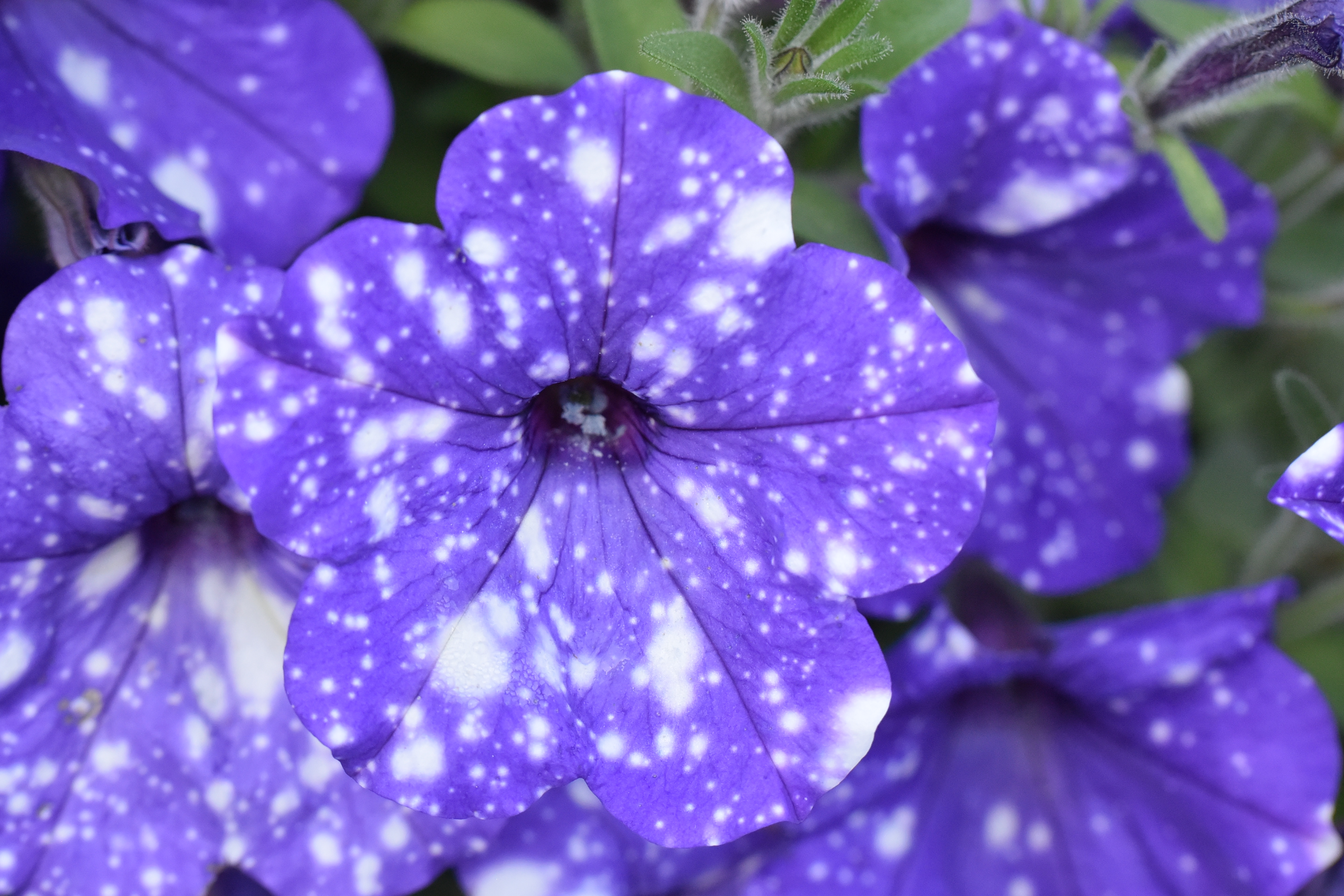 Петуния грандифлора галактика. Петуния Galaxy Blue. Петуния Petunia Galaxy Blue. Петуния Galaxy Lilac.