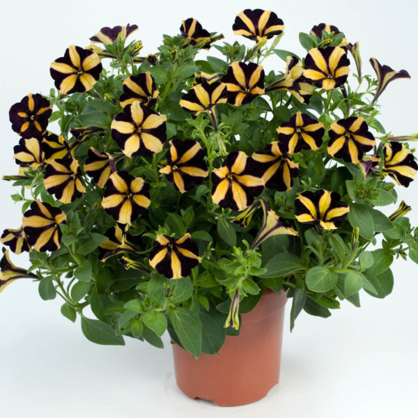Ray Sunflower
