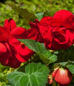 Roseform Red_2