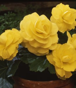 Roseform Yellow