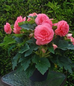 Ruffled Pink