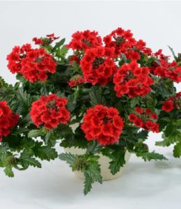 Vanessa Compact Red