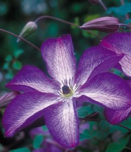 Venosa Violacea