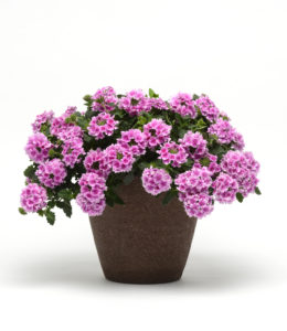 Endurascape Pink Bicolor Verbena
Color Code:
BFP 2017
Pot on Sweep, Vegetative
02.16 Santa Paula, Mark Widhalm
EndurascapePinkBicolor_02.JPG
VER16-20499.JPG