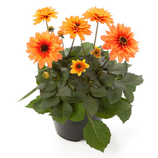 Георгины Labella Piccolo Orange