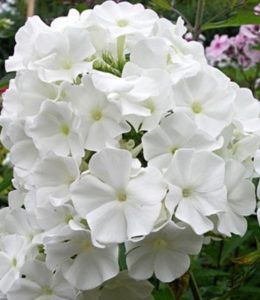 Флокс White Sparr Флокс White Sparr