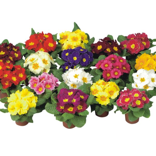 Primula-Munchen