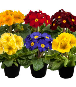 Primula-Perola Primula-Perola