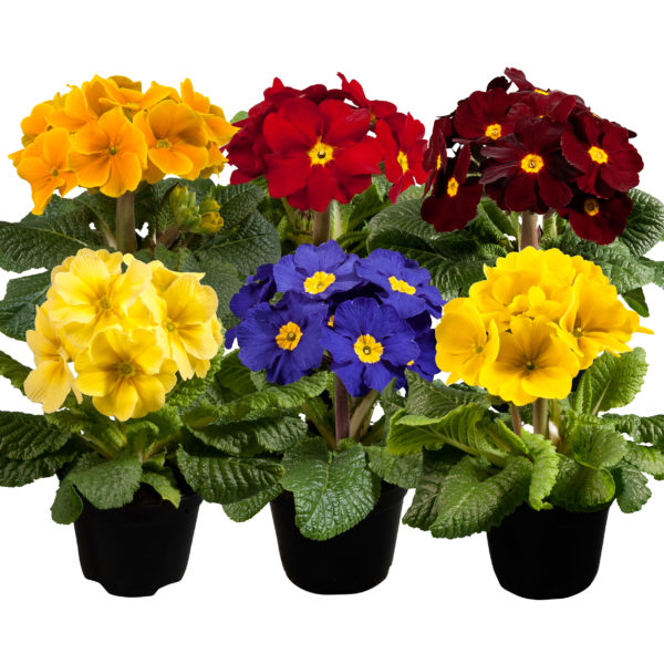 Primula-Perola
