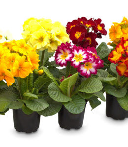 Primula-Sophia-mix- Primula-Sophia-mix-
