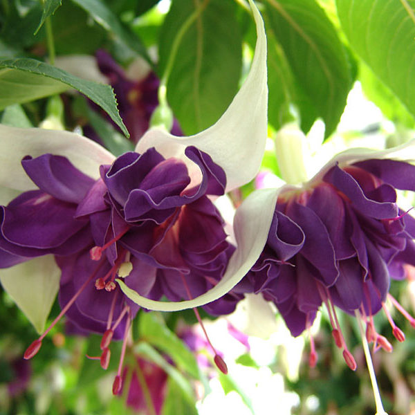Фуксия Deep Purple Фуксия Deep Purple