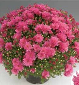 Bransky Lilac