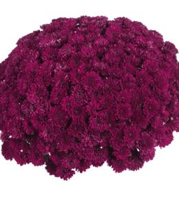 Daybreak Purple