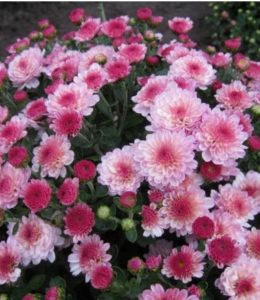 Gigi Pink