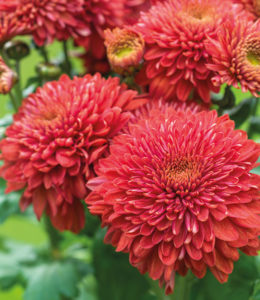 Chrysanthemum 'Gompie Red'