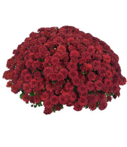 Meridian Cherry Red