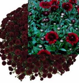 Meridian Dark Red