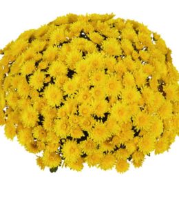 Meridian Dark Yellow