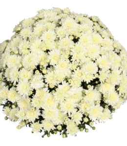 Meridian White