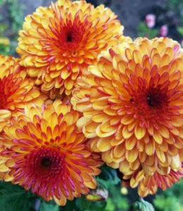 Pompon Bi Color
