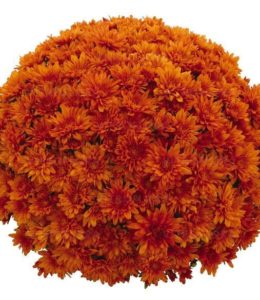 Sunbeam Orange