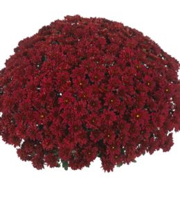 Sunbeam Red