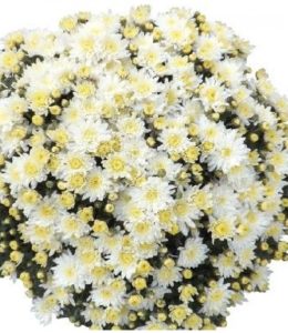 Sunbeam White