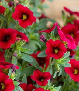 Calita Deep Red
